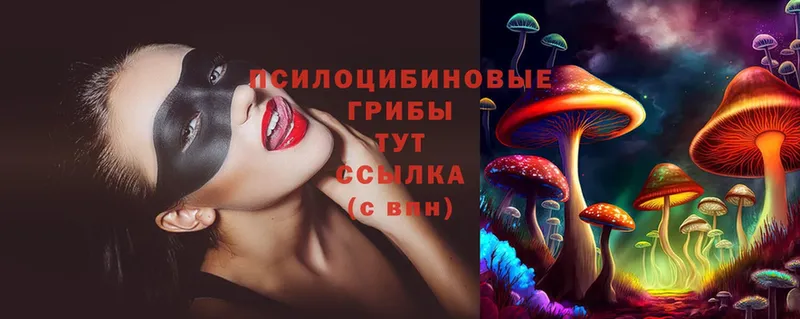 Псилоцибиновые грибы Psilocybe  Бийск 