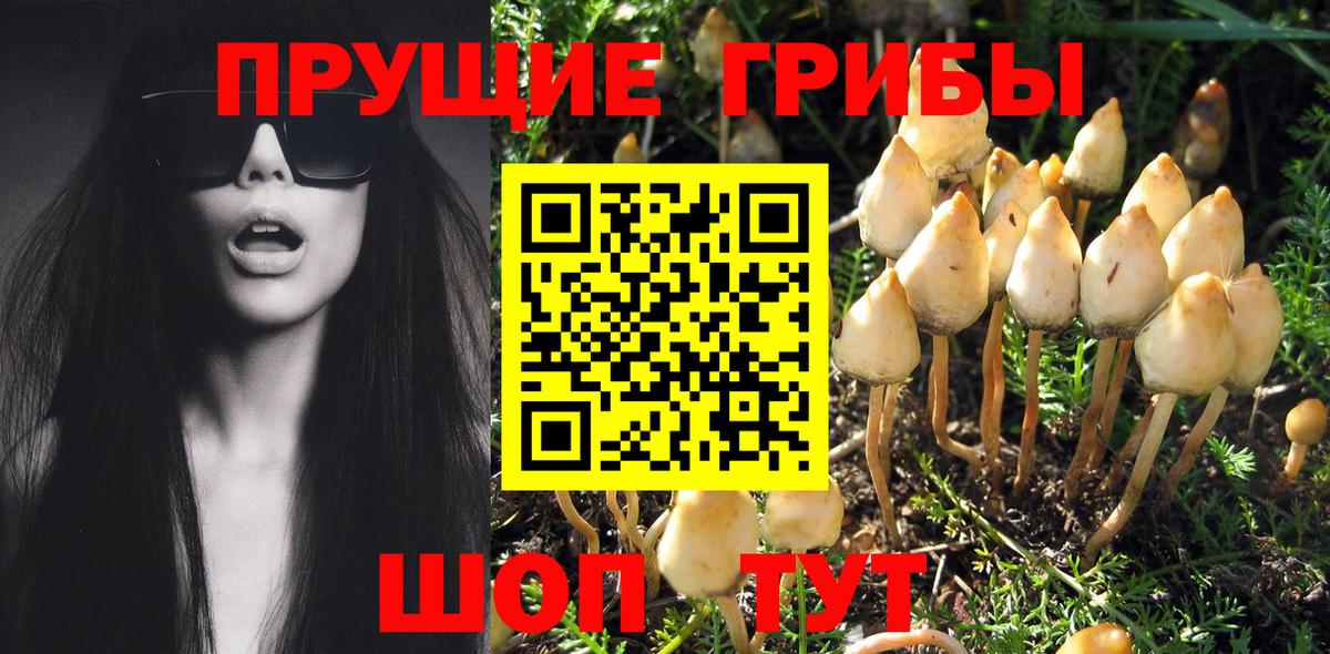 Псилоцибиновые грибы мицелий Бийск
